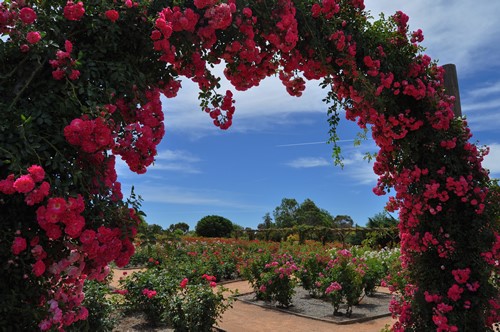 Australian Inland Botanic Gardens, Buronga - NSW